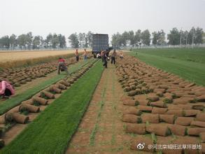 足球场的草皮选草及种植养护?