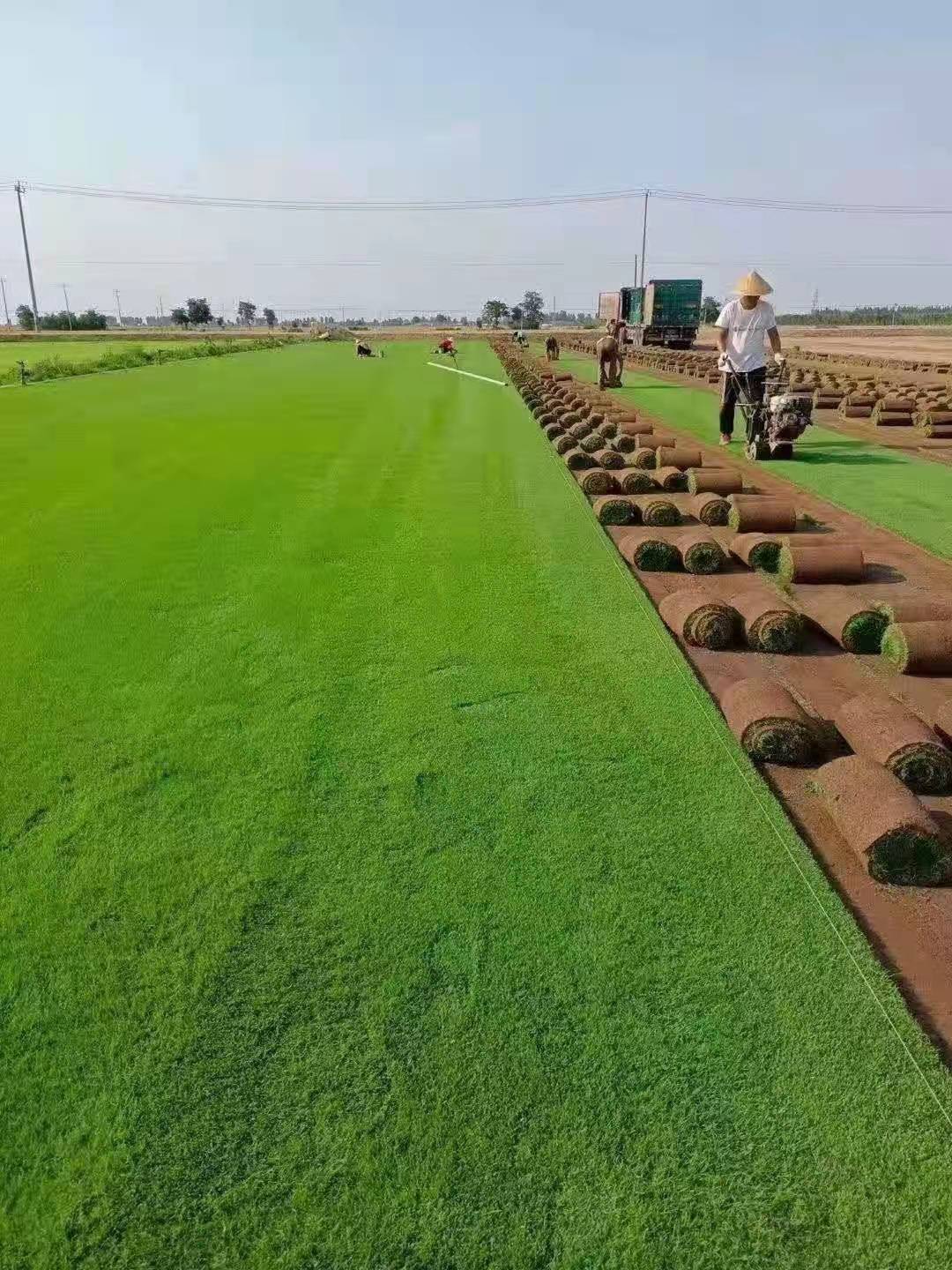 草坪 草皮 怎样养护成本低