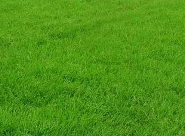 种植草坪的最佳季节  种植绿化草坪
