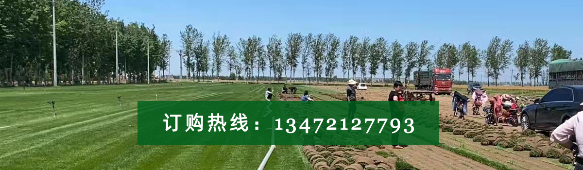 国内【河北草坪】园林绿化工程草坪种植施工A级方案