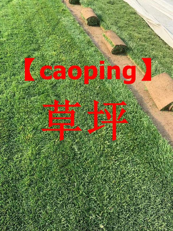 人工绿化【草坪】草皮:人工草坪类型有哪些？？？