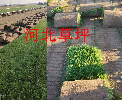 河北草坪种植基地涉及范围有多大 ？