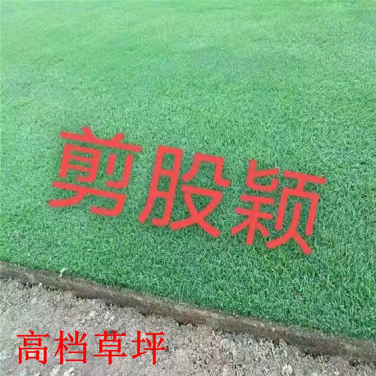 园林绿化草坪---【剪股颖草坪】