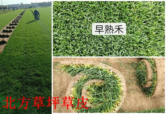 北方草坪砖里种植什么草坪好？