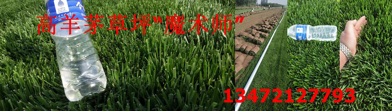 河北草坪基地推出最新冷季型草坪品种【高羊茅草坪魔术师】 