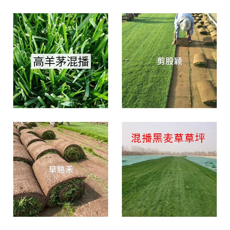 内蒙古草坪基地有哪些？内蒙古草坪绿化工程用哪些草坪？内蒙古草坪价格是多少？