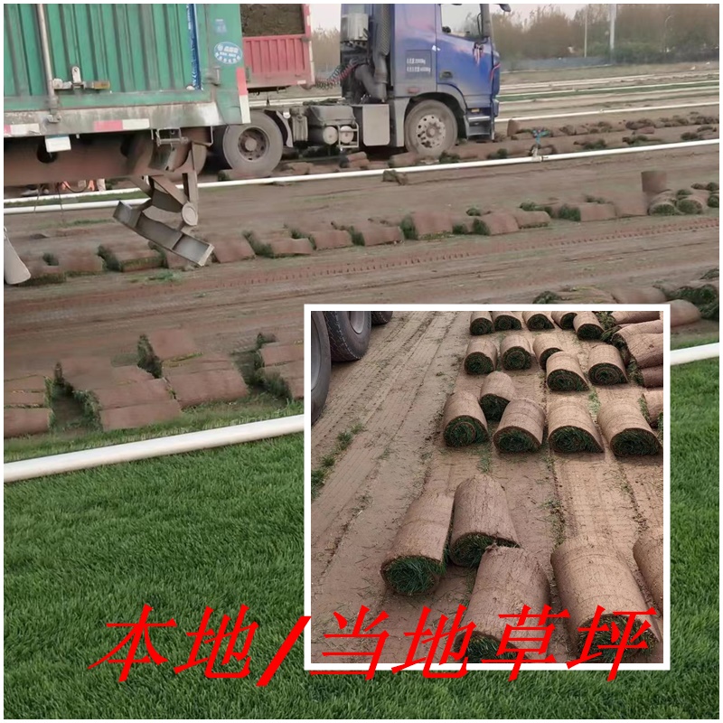 石家庄草坪基地:本地草坪怎样种植？当地适合种哪几种草坪？