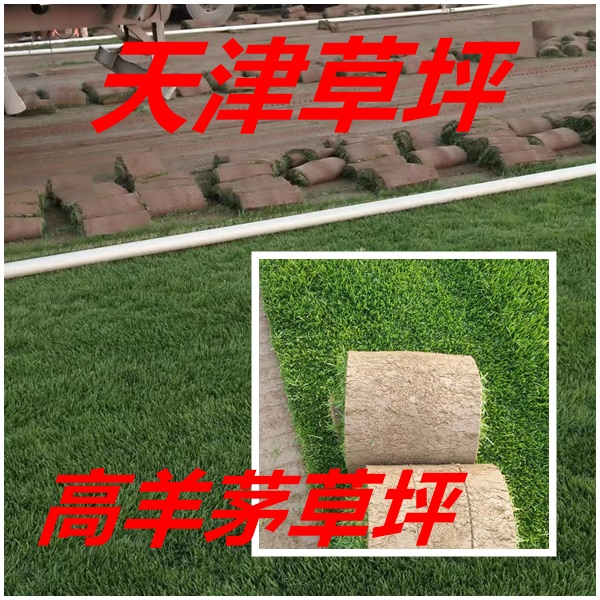 天津当地适合种植什么样草坪？ 草皮铺设哪种好？
