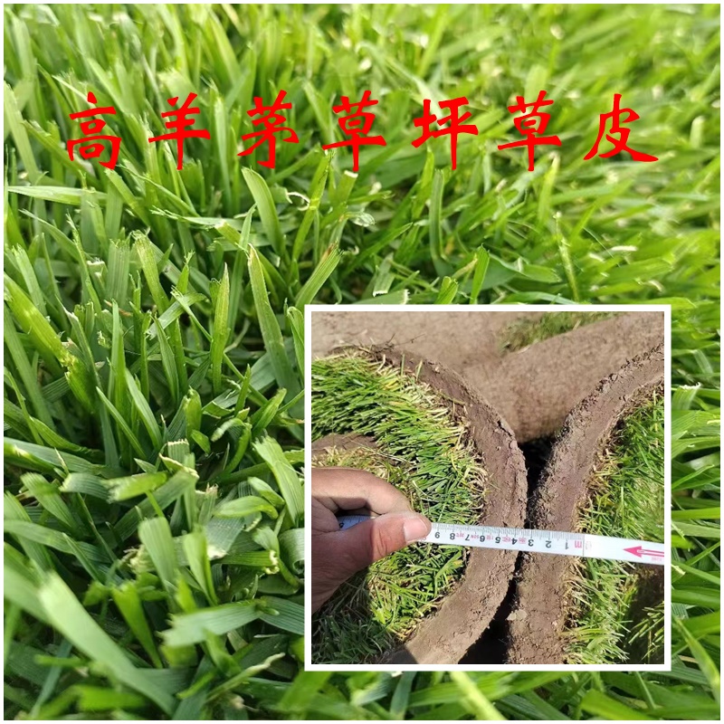 高羊茅草坪草皮-照片☞视频☞介绍