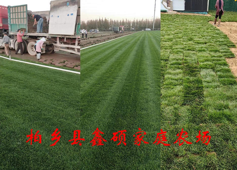 园林绿化中的常用地被植物-【草坪】